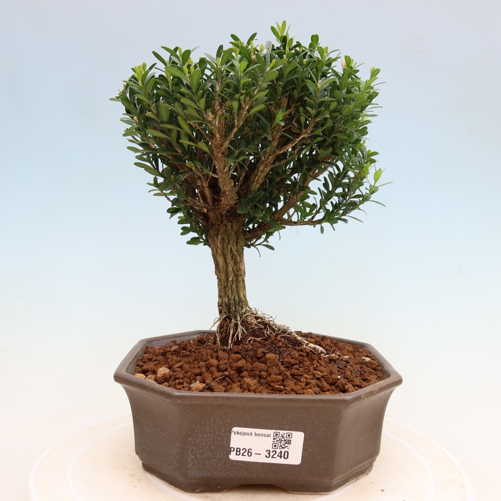 Room bonsai - Buxus harlandii - cork buxus