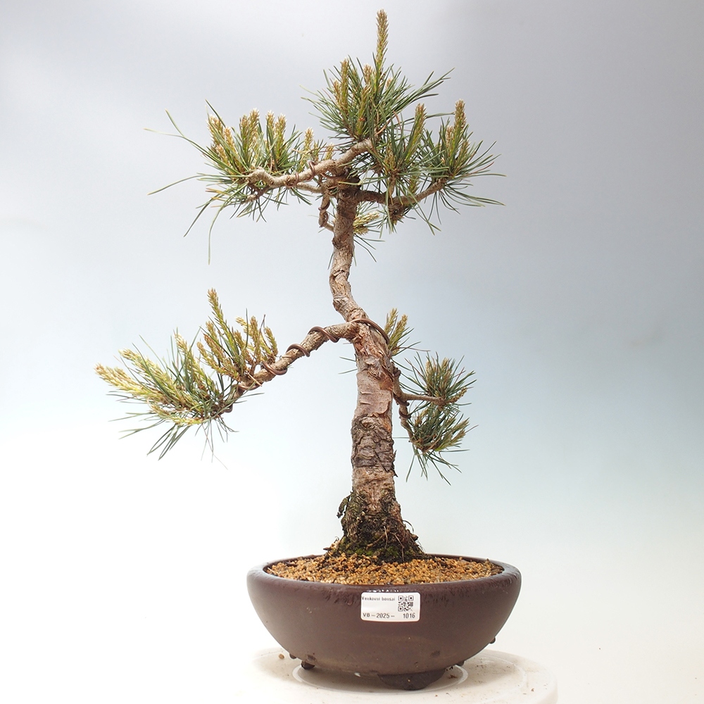 Outdoor bonsai - Pinus Sylvestris - Scots pine