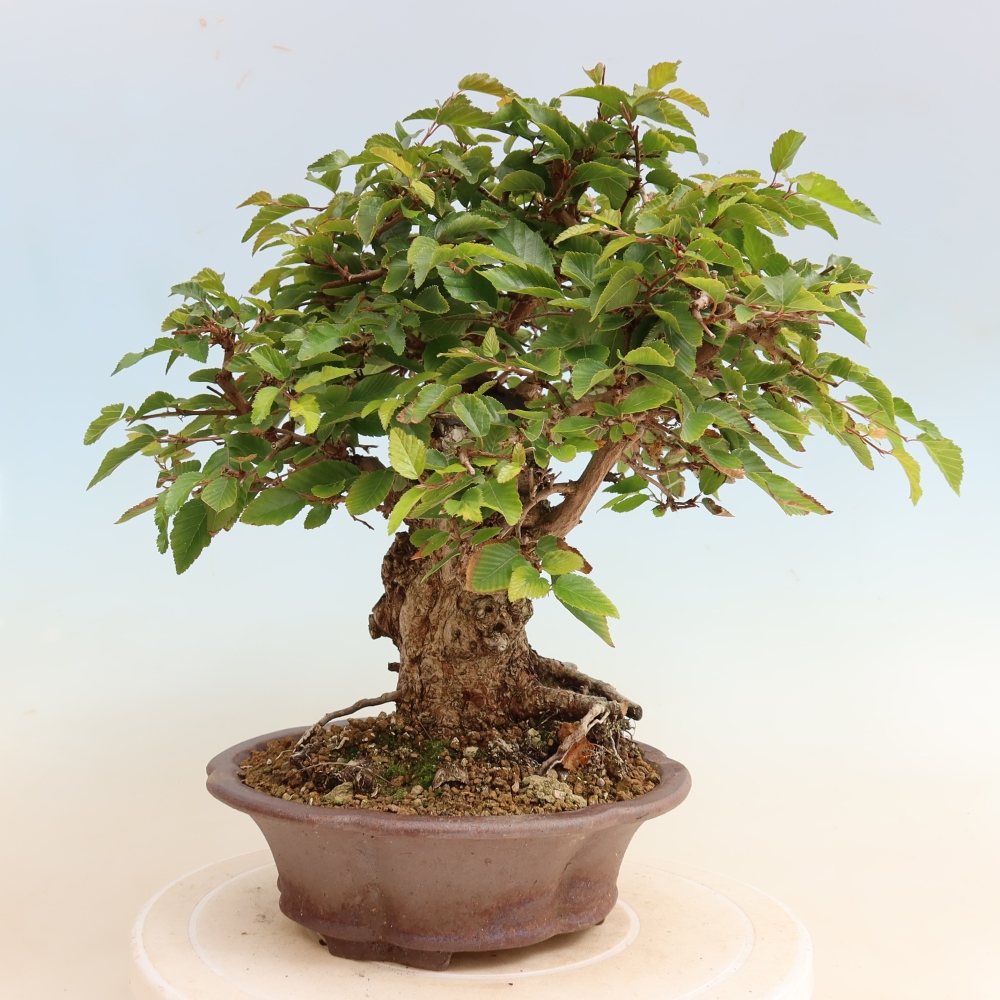 Outdoor bonsai -Carpinus CARPINOIDES - Korean Hornbeam