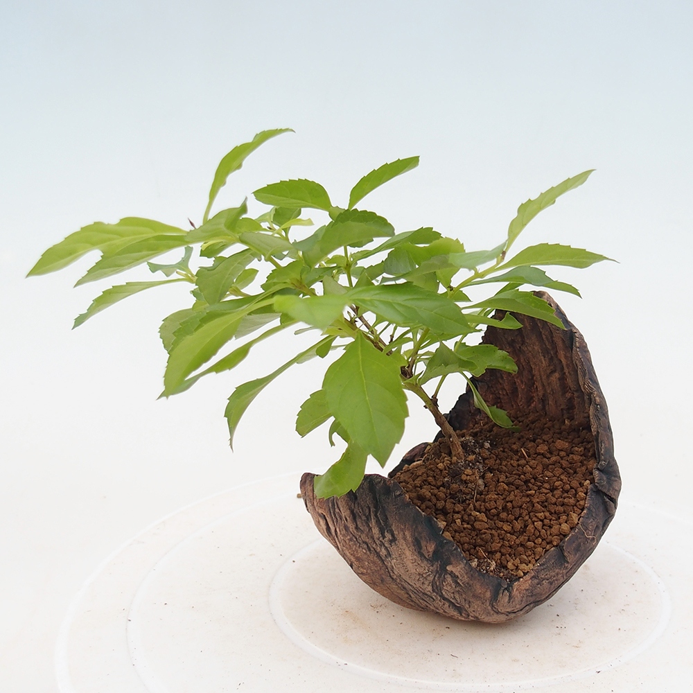 Room bonsai - Duranta erecta Aurea