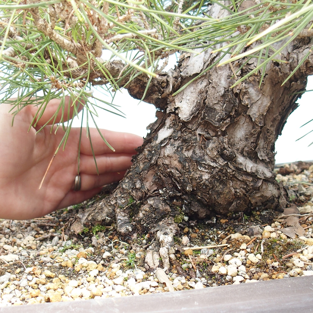 Outdoor bonsai - Pinus thunbergii - Thunberg pine