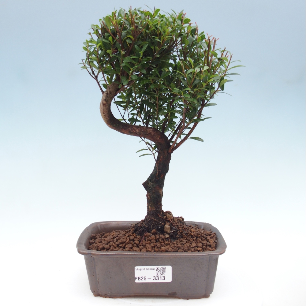 Room bonsai - Syzygium - Pimento