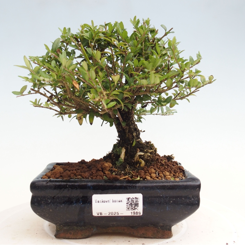 Outdoor bonsai-Lonicera nitida Twiggy -Honeysuckle