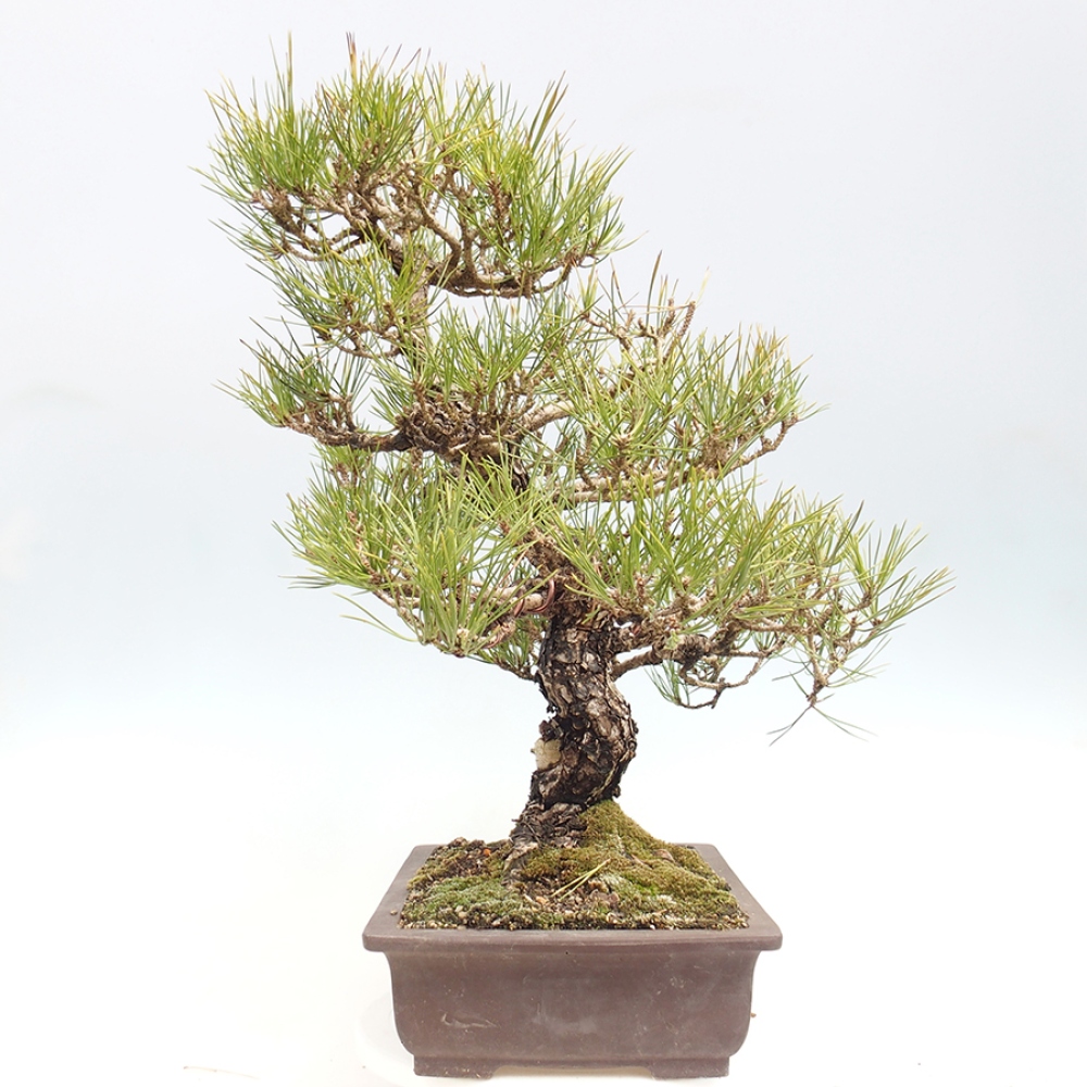Outdoor bonsai - Pinus thunbergii - Thunberg pine