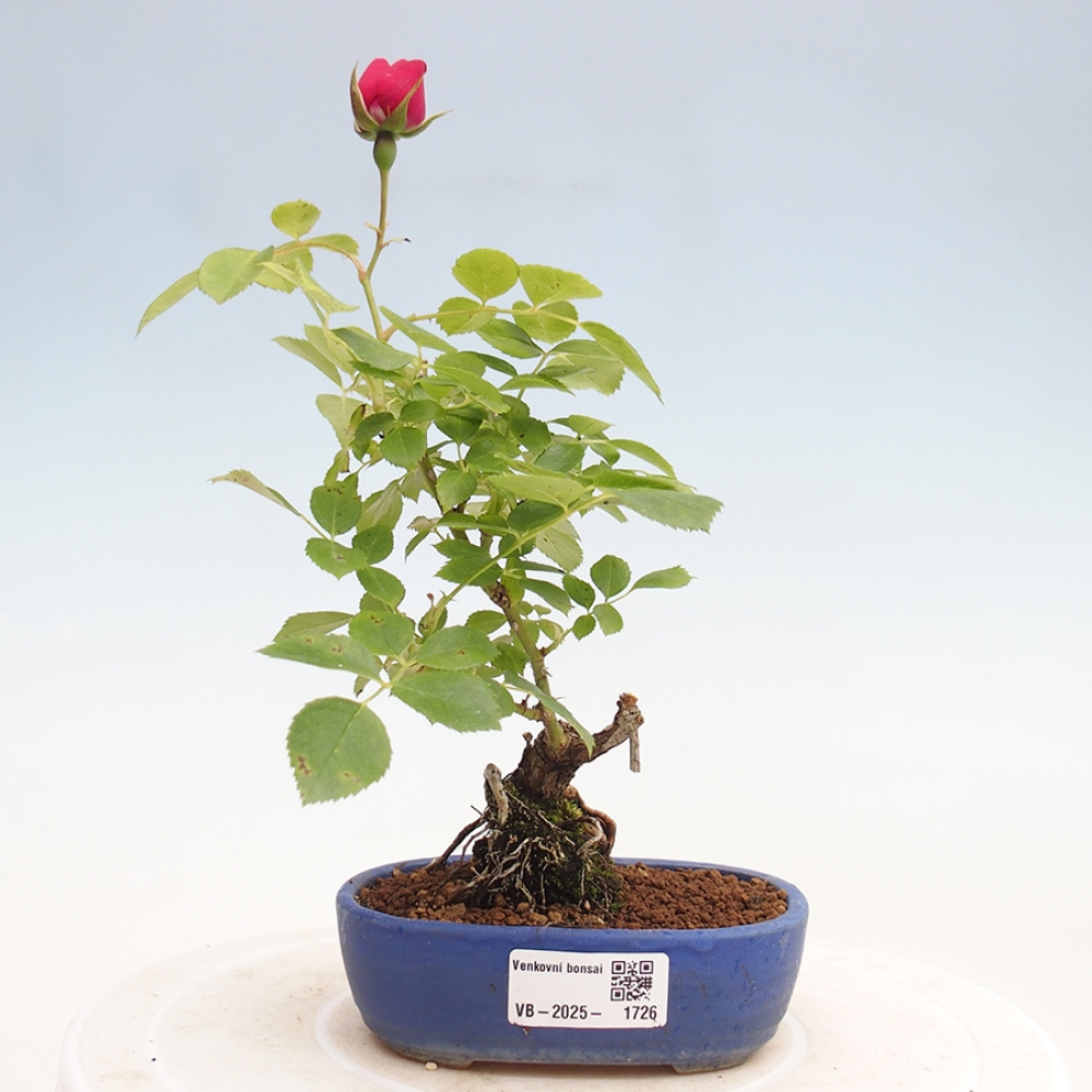Outdoor bonsai - Rosa Kordes -  rose