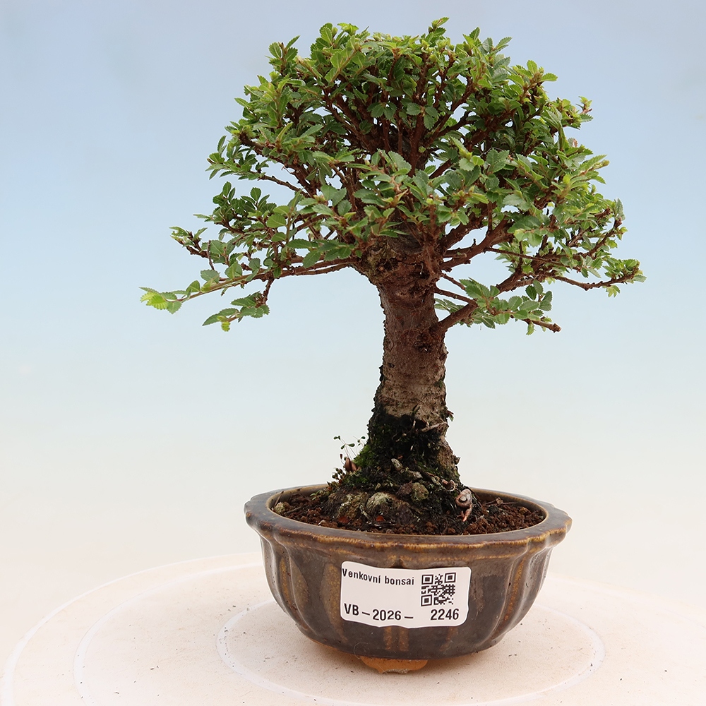 Outdoor Bonsai - Ulmus parvifolia 'Sagei' - Small-leaved Elm