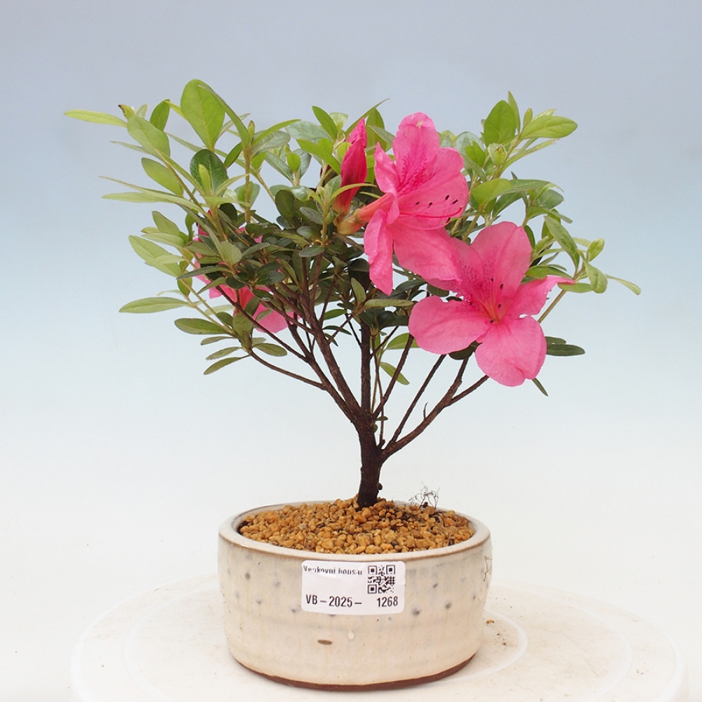 Outdoor bonsai - Japanese azalea - Azalea sp.