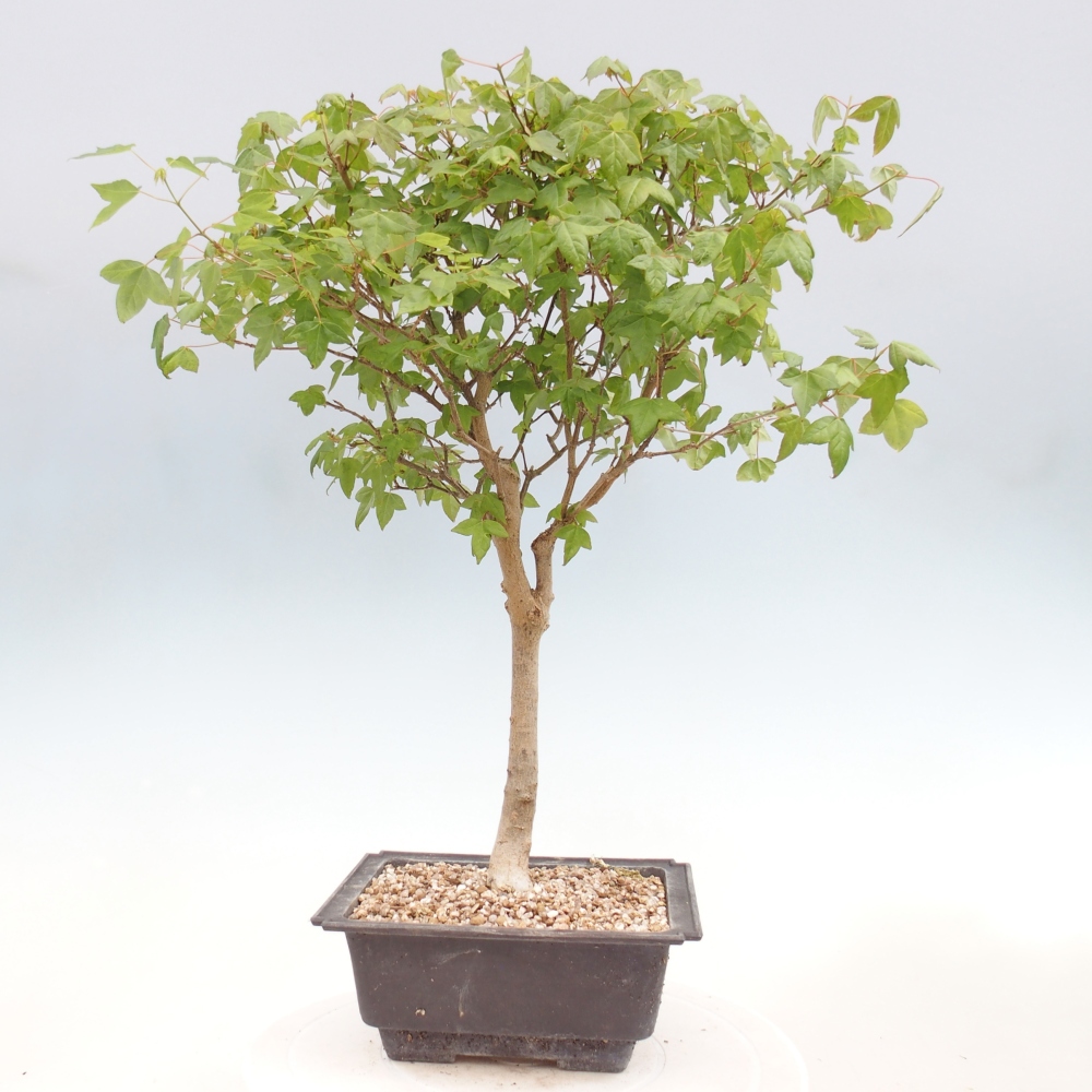 Outdoor bonsai - Acer Buergerianum - Burger Maple