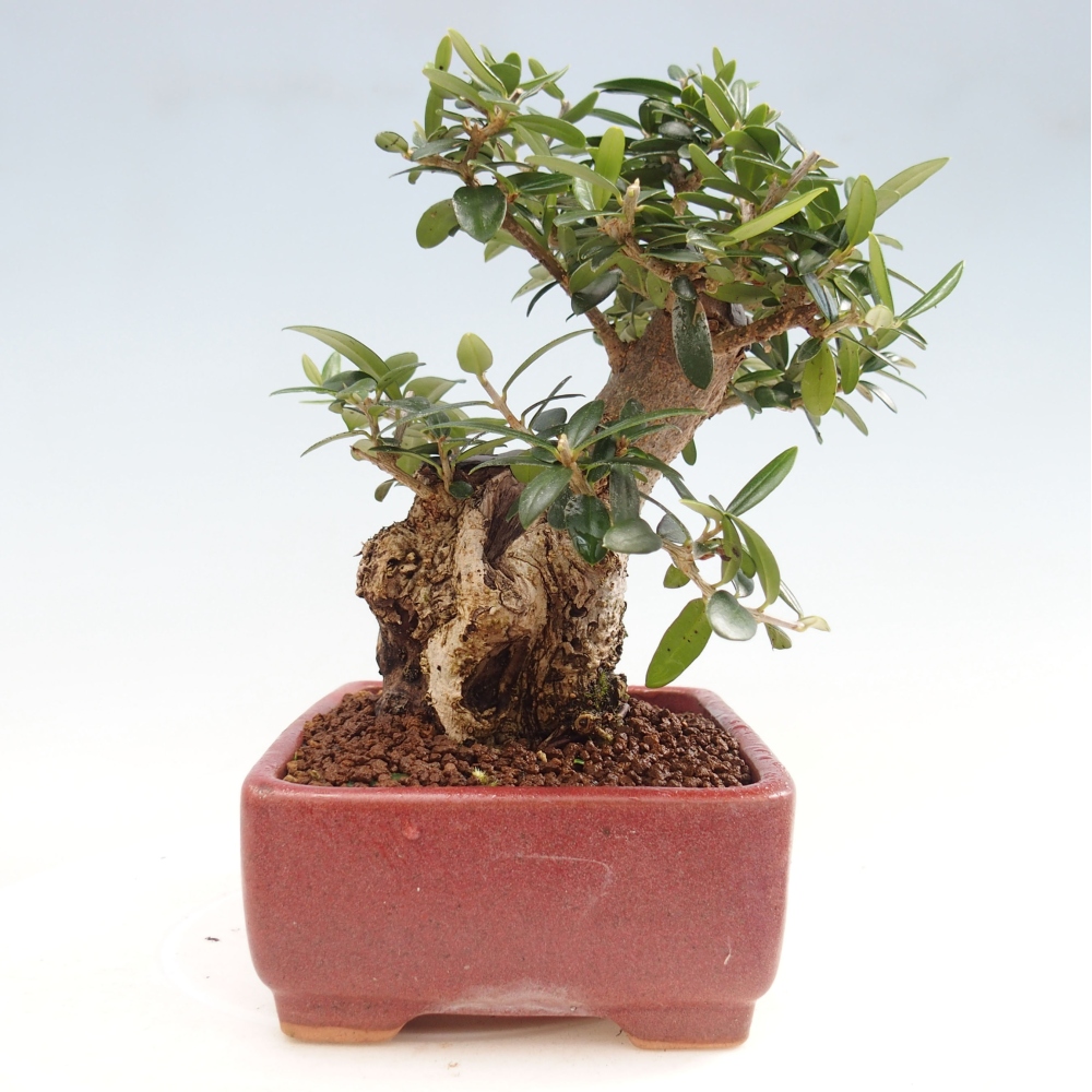 Indoor bonsai - Olea europaea sylvestris - European small-leaved olive oil