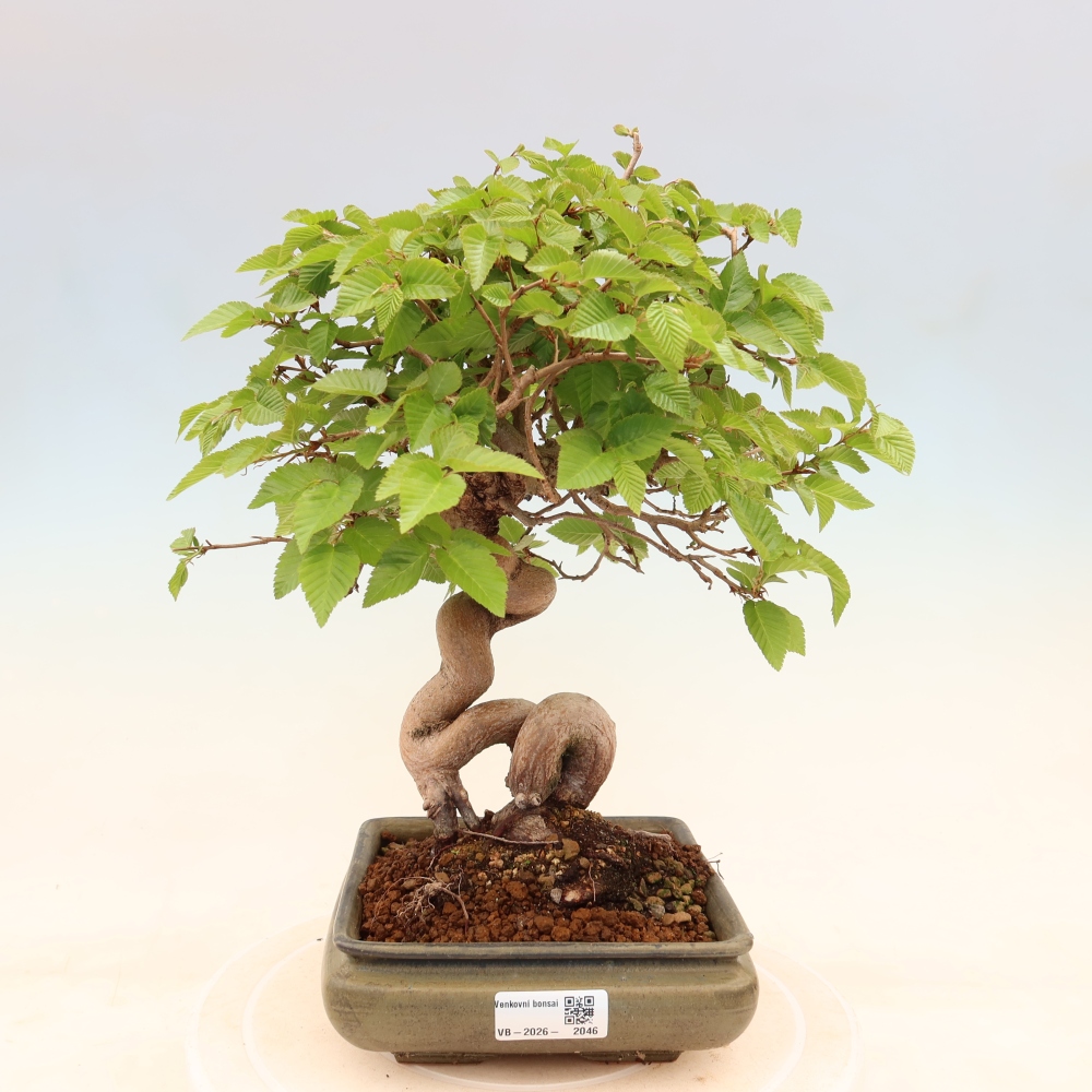 Outdoor bonsai -Carpinus coreana - Korean Hornbeam