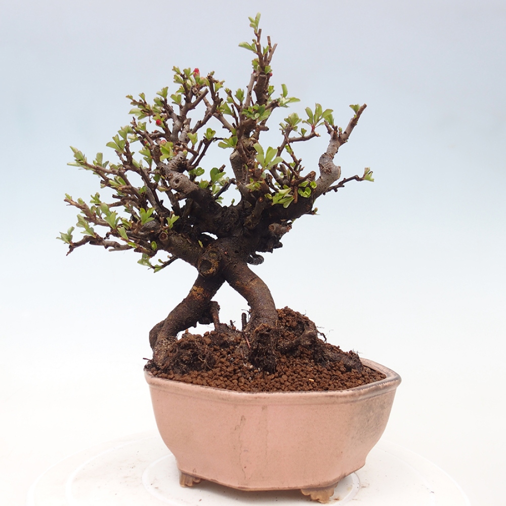 Outdoor bonsai - Chaneomeles speciosa - Quince