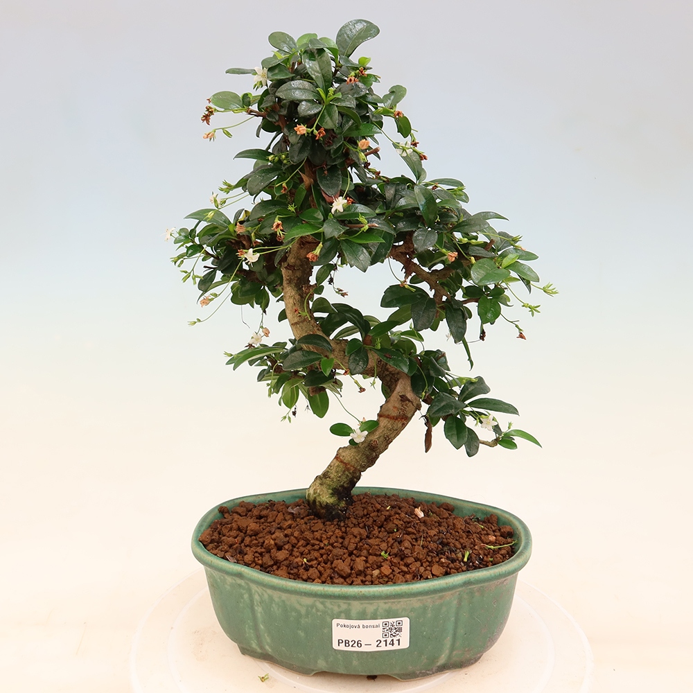 Room bonsai - Carmona macrophylla - Tea fuki
