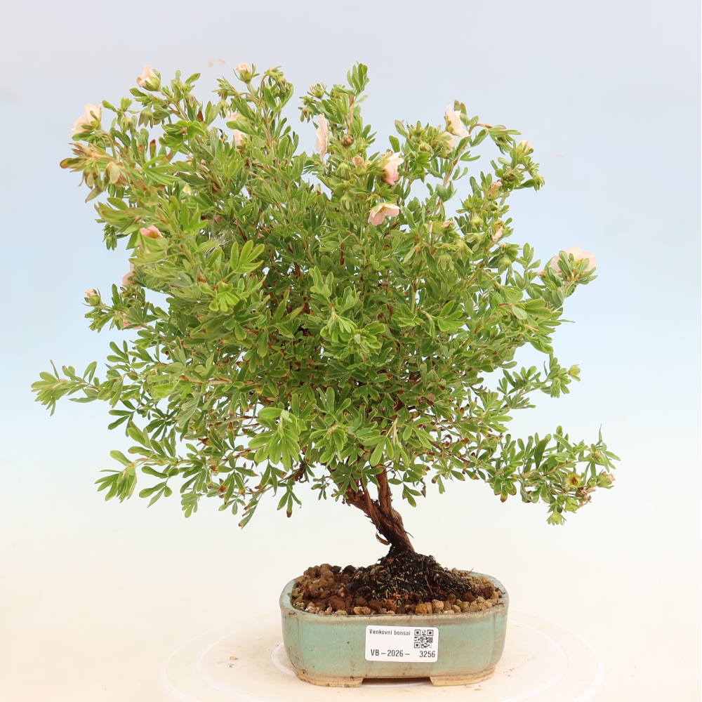Outdoor Bonsai—Shrubby Cinquefoil - Potentilla fruticosa 'Bellissima'