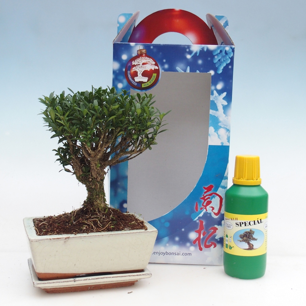 Room bonsai in gift box Buxus harlandii - cork buxus