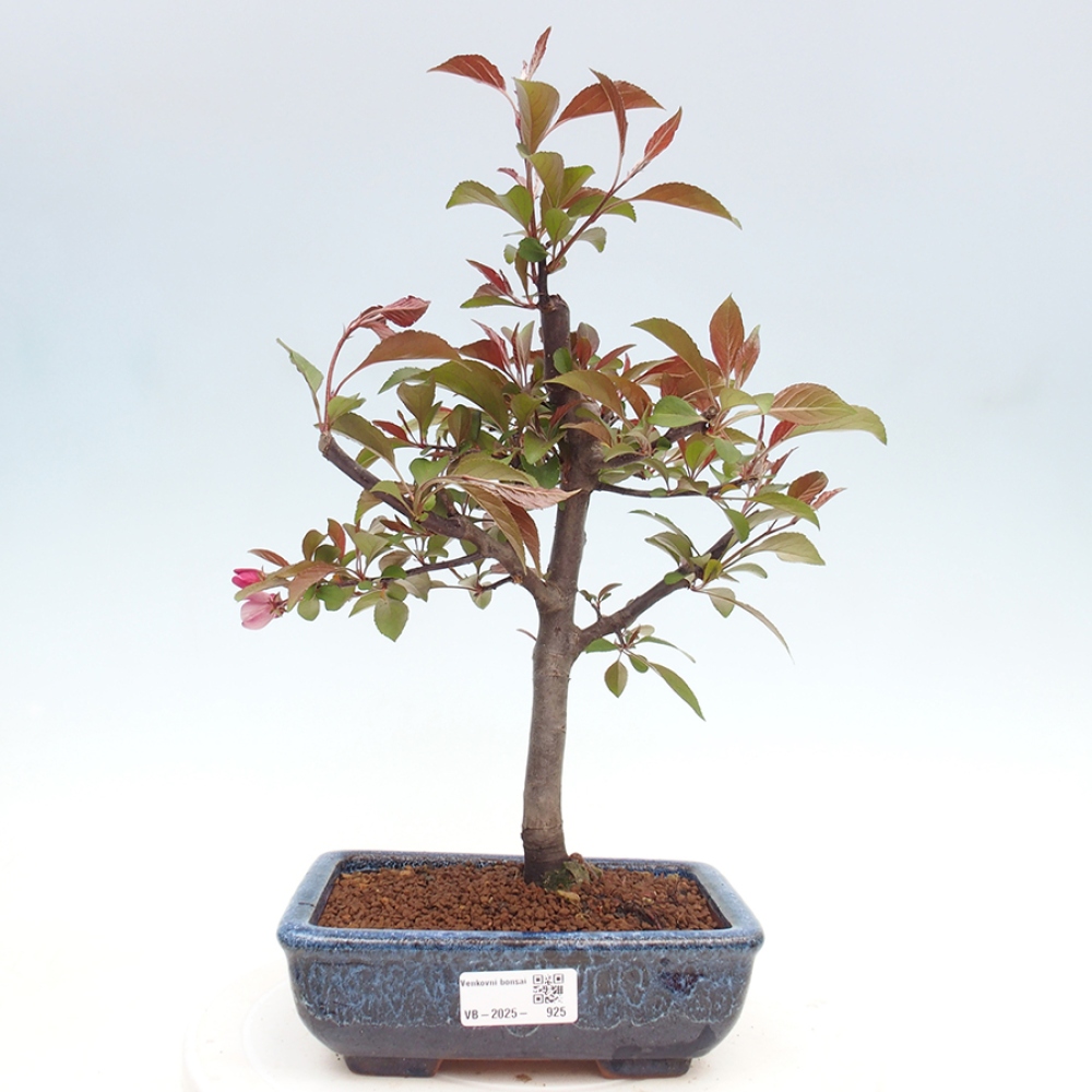 Outdoor bonsai - Malus domestica - Small-fruited red-leaved apple tree