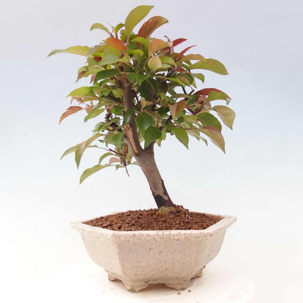 Outdoor bonsai - Malus domestica - Small-fruited red-leaved apple tree