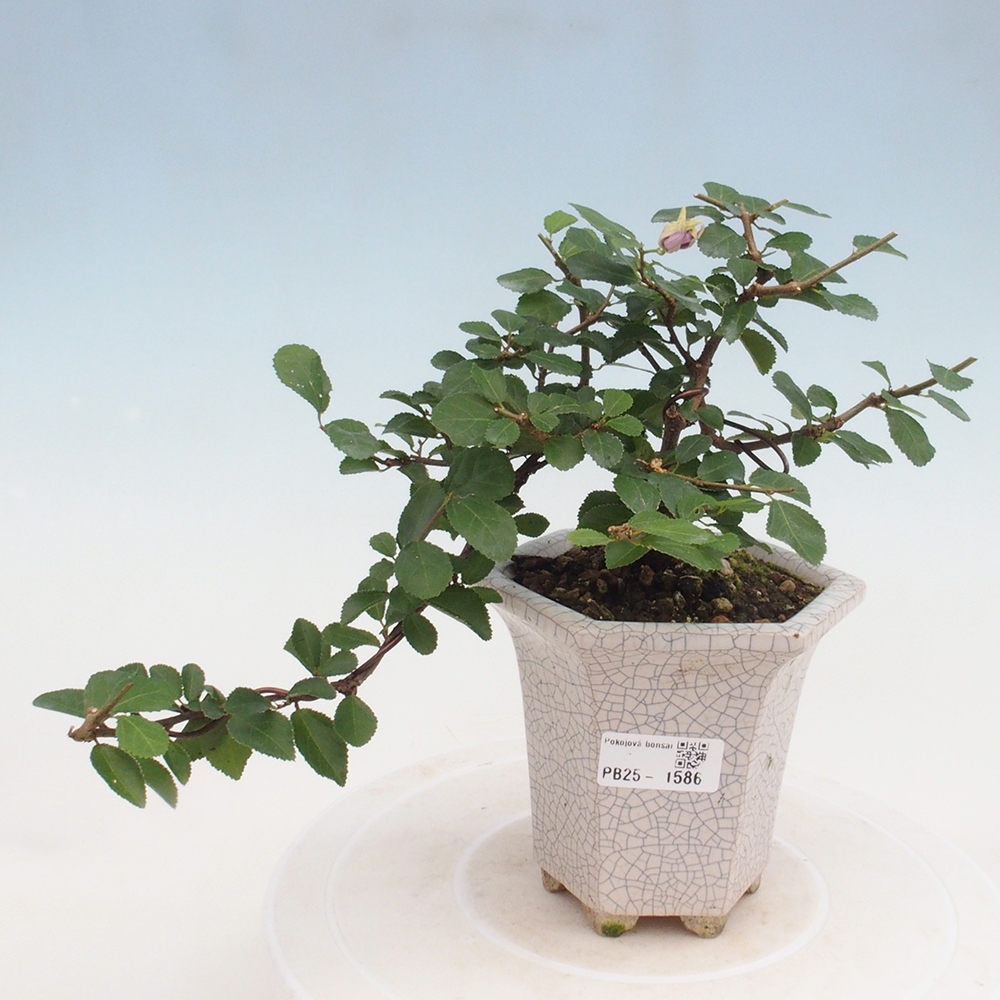 Indoor bonsai - Grewia occidentalis - Lavender star