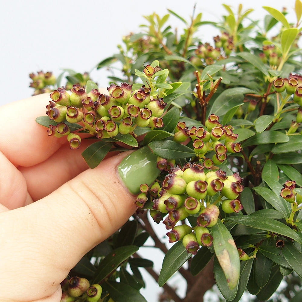 Indoor bonsai - Syzygium - Pimento - PERSONAL COLLECTION ONLY or pallet transport
