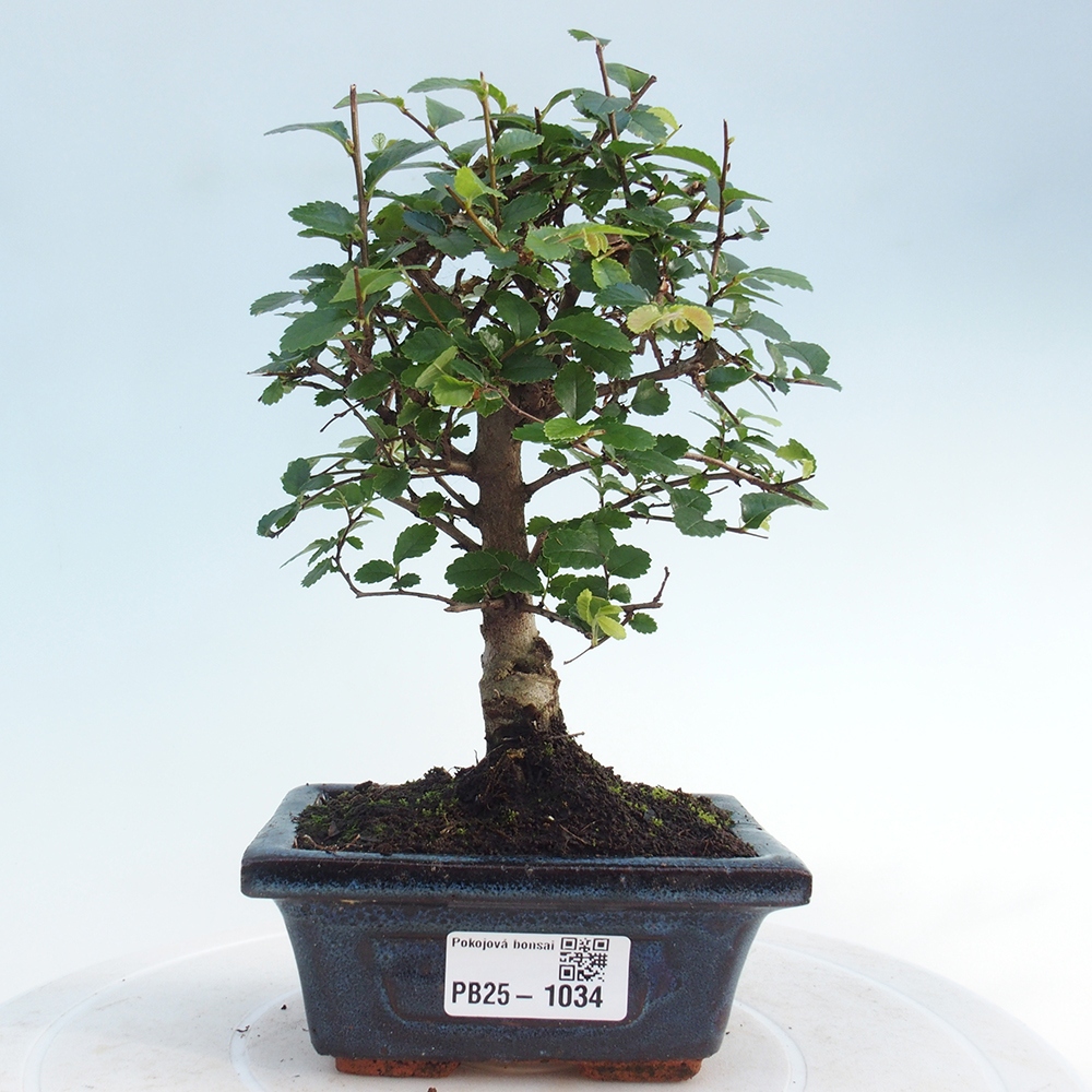 Indoor bonsai - Ulmus parvifolia - Small-leaved elm
