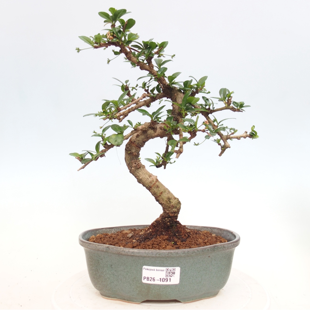 Room bonsai - Carmona macrophylla - Tea fuki