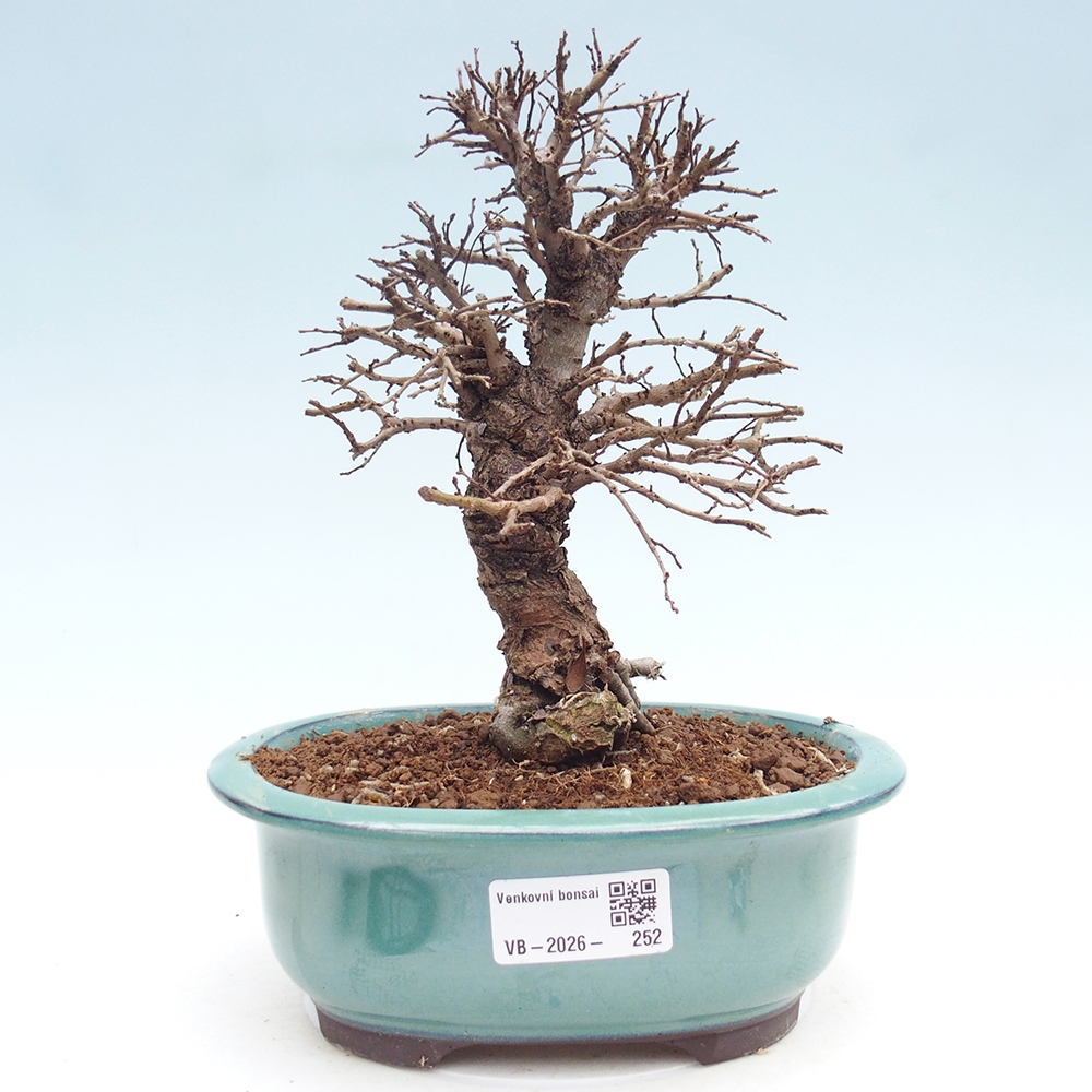 Outdoor bonsai - Zelkova - Zelkova NIRE
