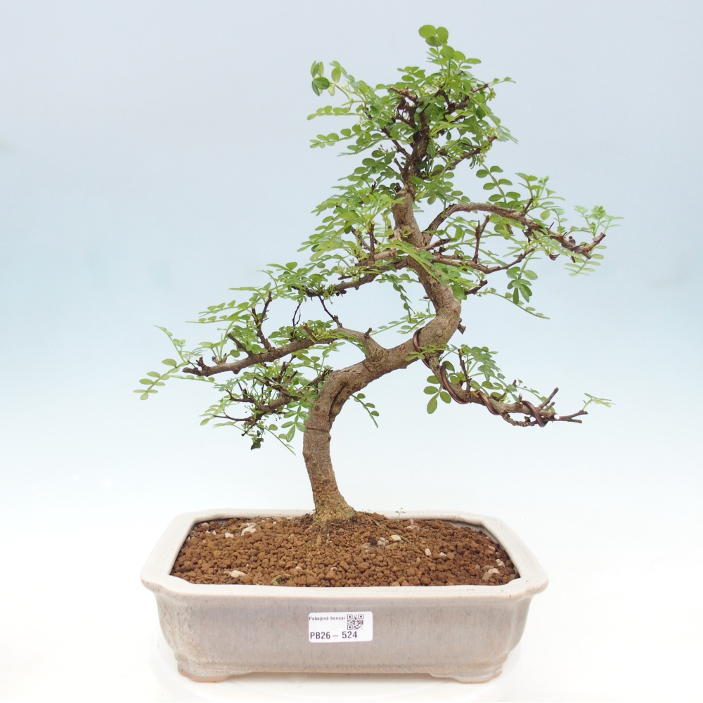 Indoor bonsai - Zantoxylum piperitum - pepper tree