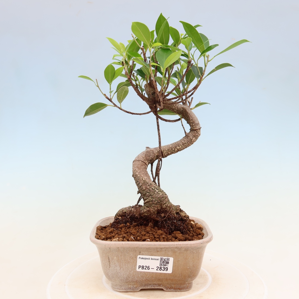 Room bonsai - Ficus kimmen - small-leaved ficus