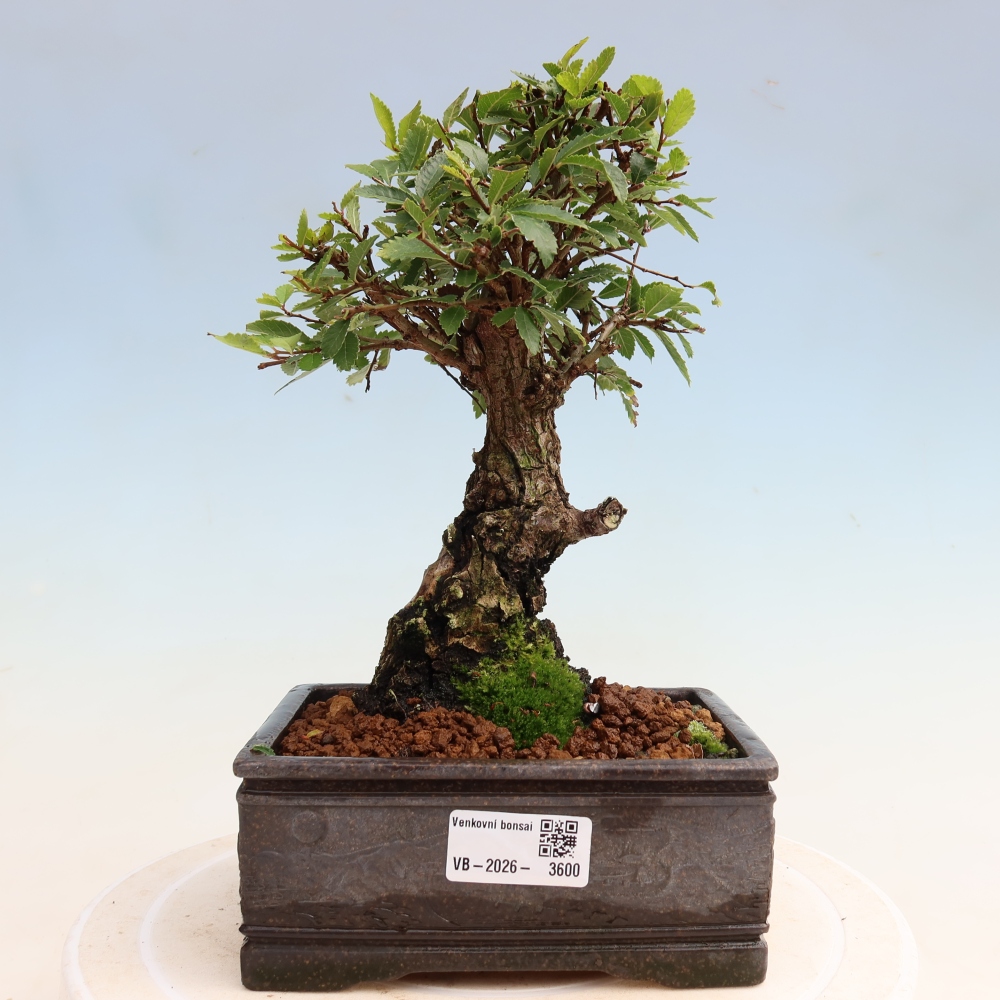 Outdoor bonsai - Zelkova - Zelkova NIRE