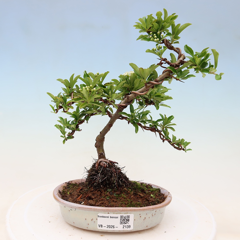 Outdoor Bonsai - Pyracantha teton - Scarlet Firethorn
