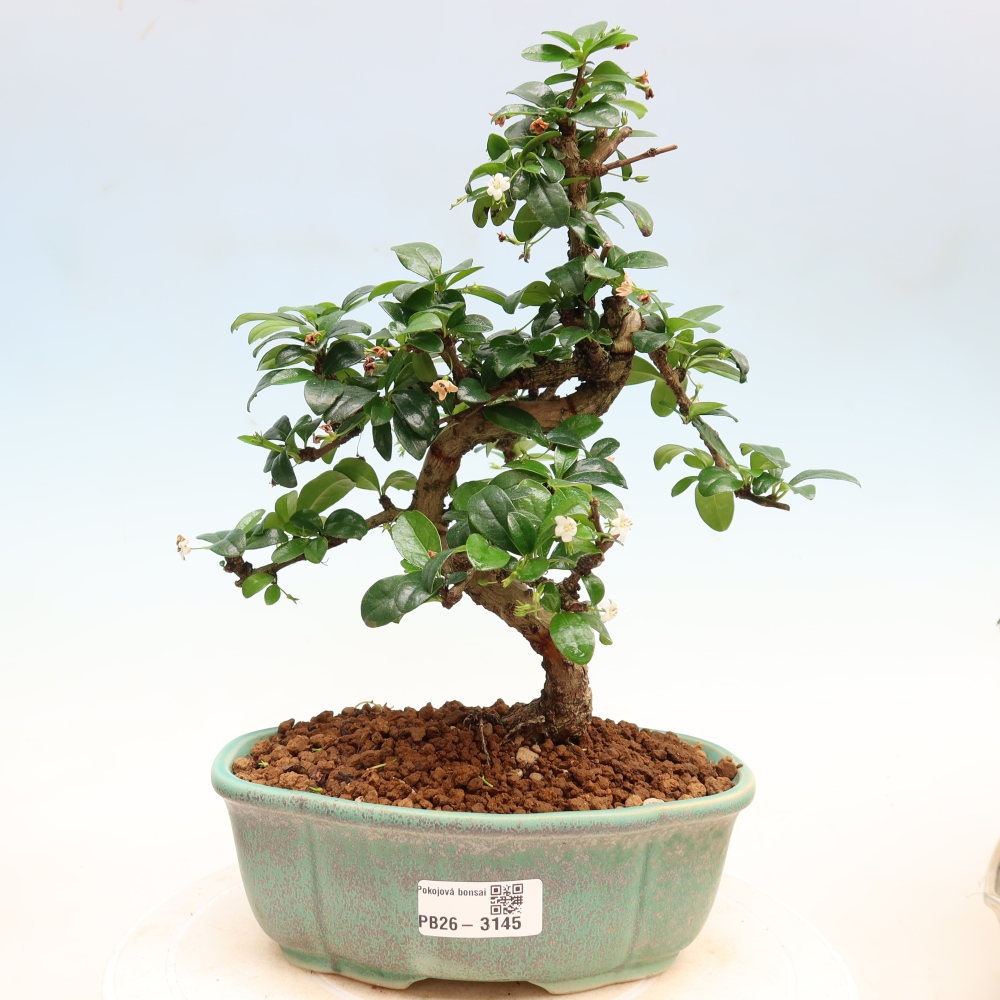 Room bonsai - Carmona macrophylla - Tea fuki