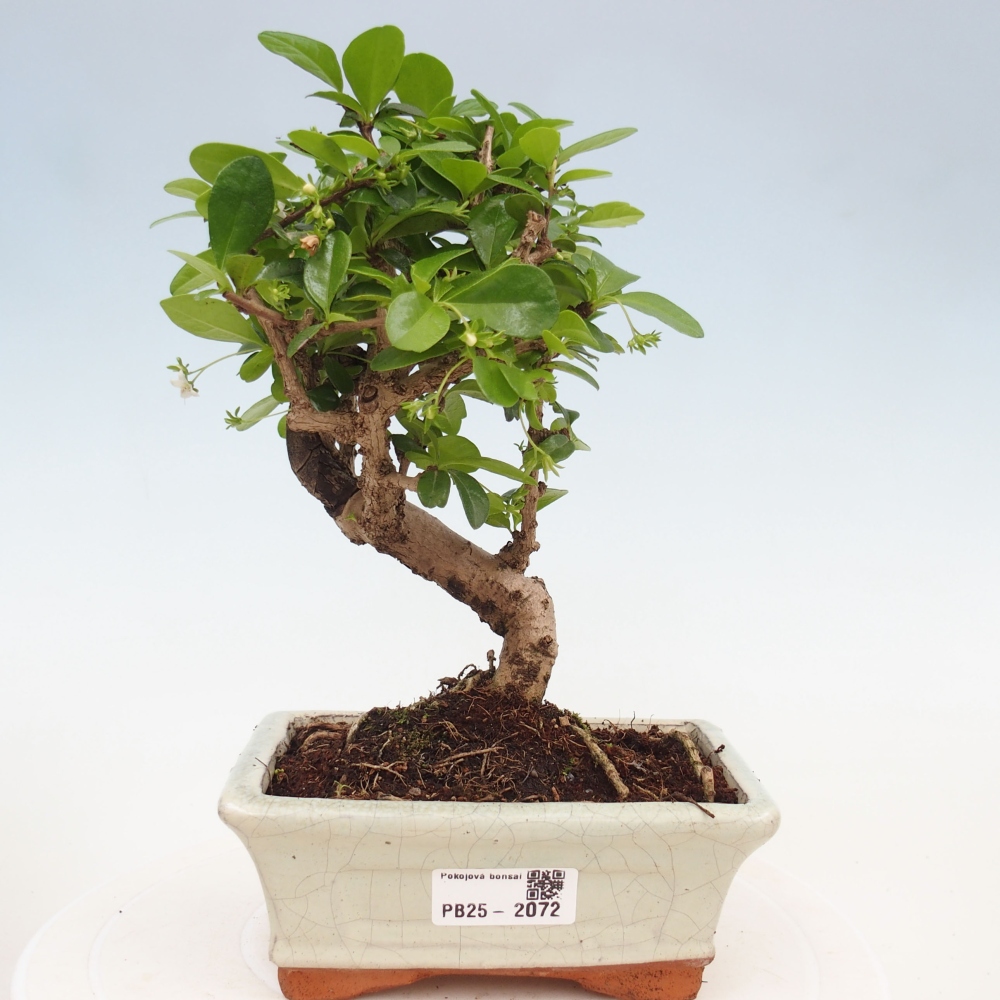 Indoor bonsai - Carmona macrophylla - Fuki tea