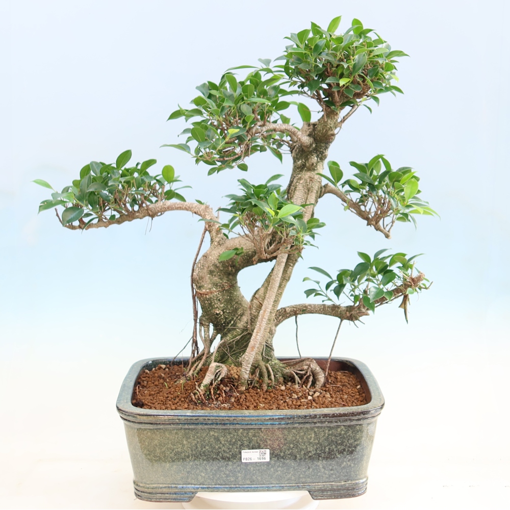 Room bonsai - Ficus kimmen - small-leaved ficus
