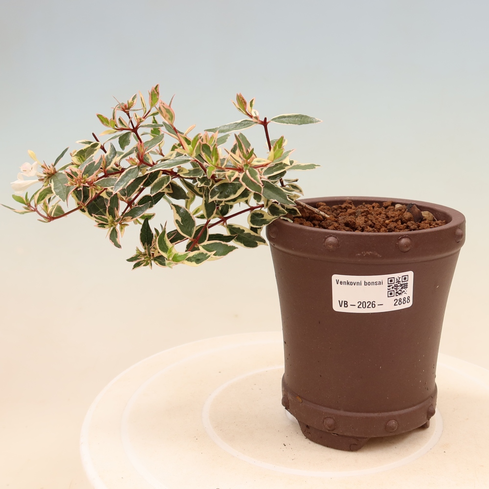 Outdoor Bonsai - Abelia gr. Confetti - Large-flowered Abelia