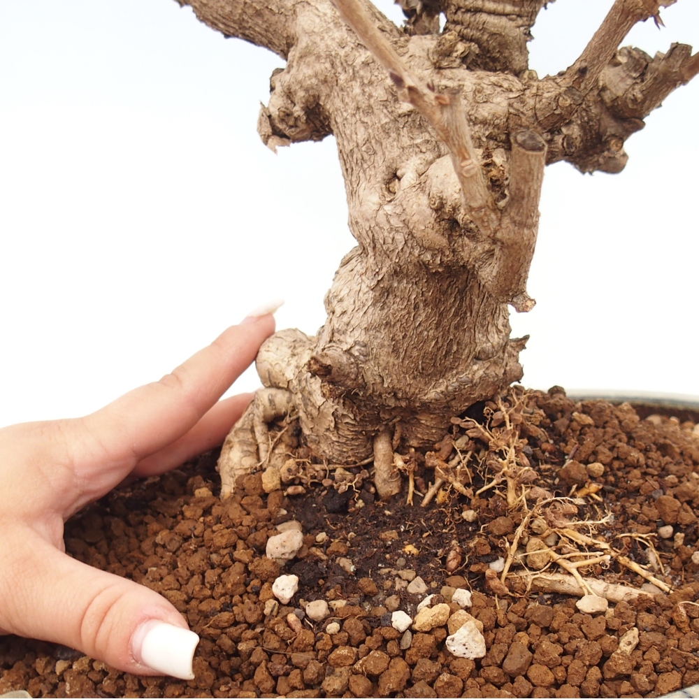 Outdoor bonsai - Vistaria - Wisteria