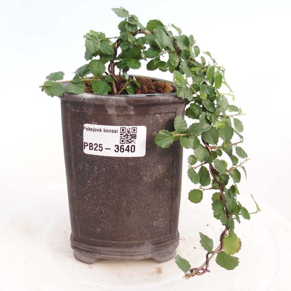 Room bonsai - Grewia sp. - Grewia malafolia