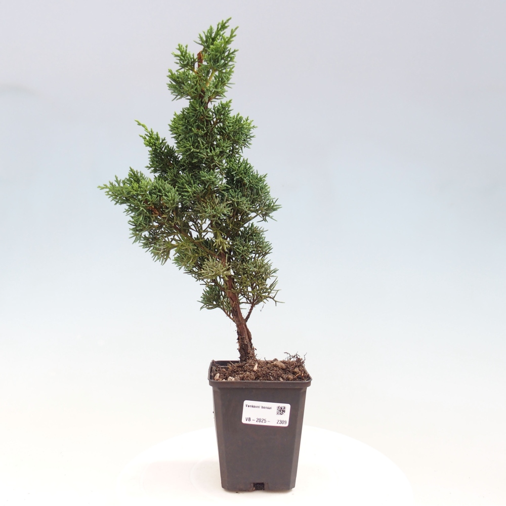 Outdoor bonsai - Juniperus chinensis Kishu - Chinese juniper
