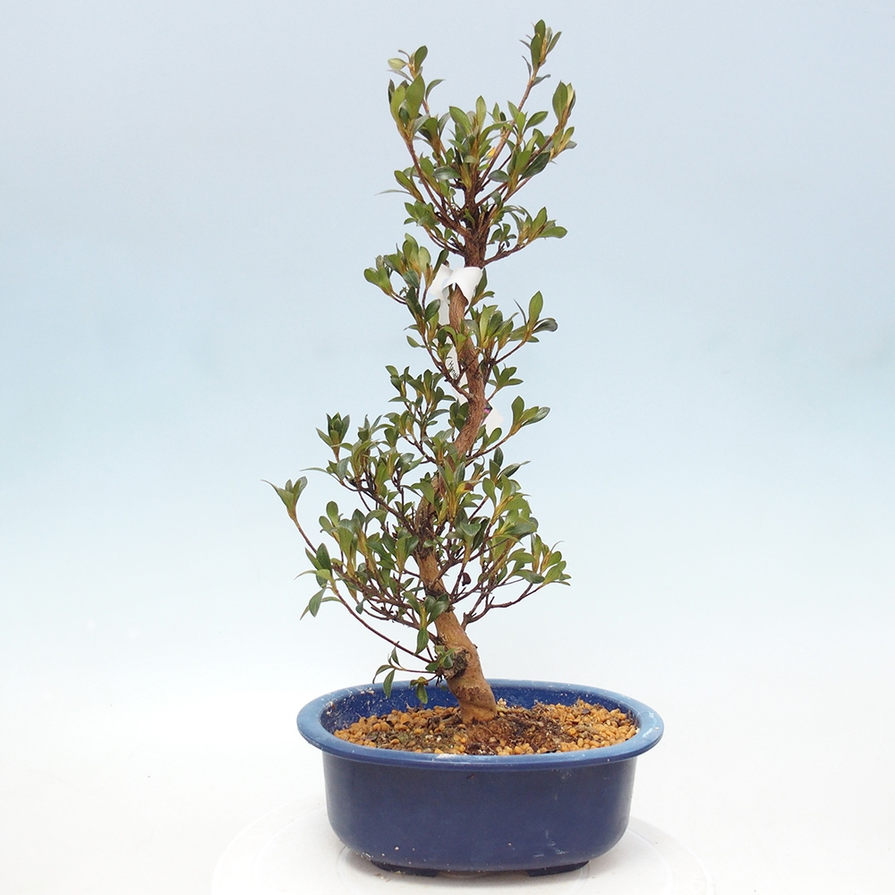 Outdoor bonsai - Japanese Azalea - Azalea HANABIN