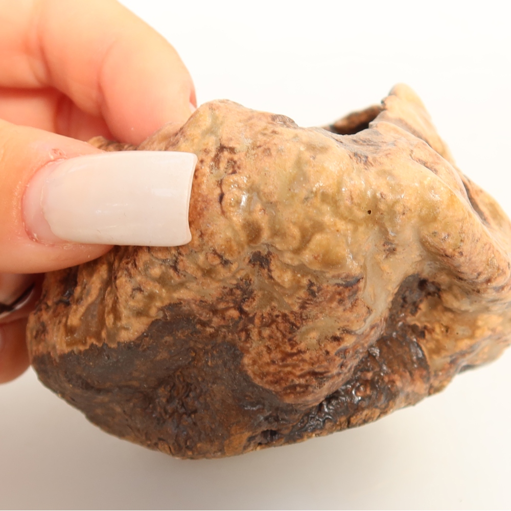 Ceramic Shell, 7 x 6 x 5 cm, brown