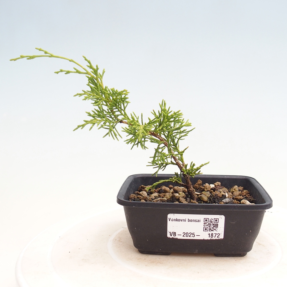 Outdoor bonsai - Juniperus chinensis Itoigawa - Chinese juniper