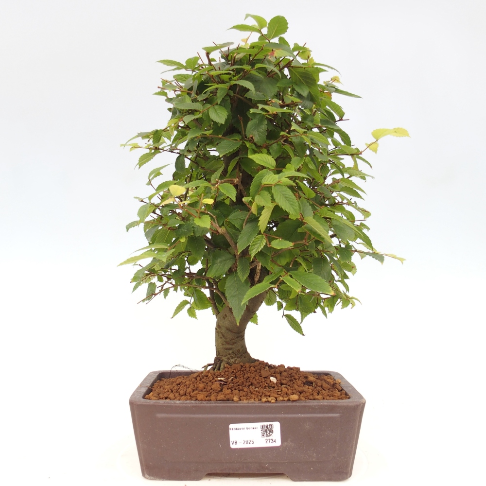 Outdoor bonsai - Zelkova - Zelkova serrata