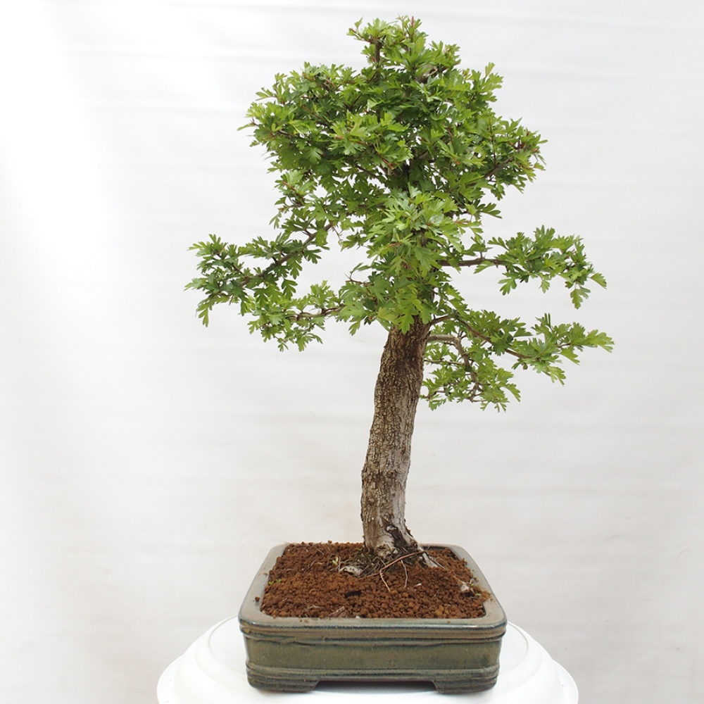 Outdoor bonsai - Hawthorn - Crataegus monogyna