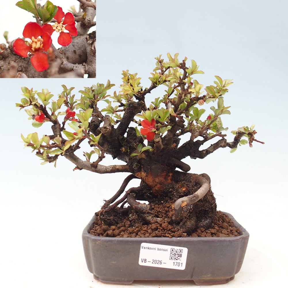 Outdoor bonsai - Chaneomeles speciosa - Quince