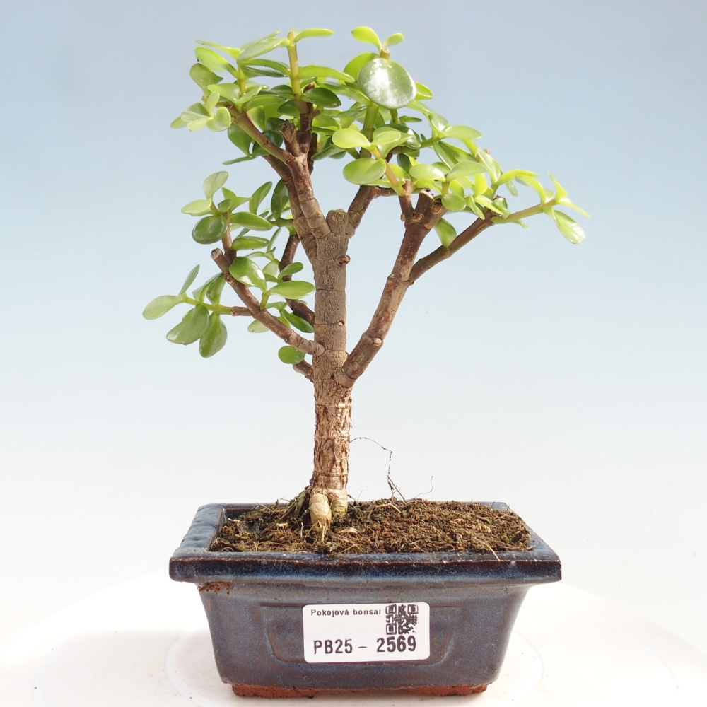 Indoor bonsai - Portulakaria Afra - Tlustice