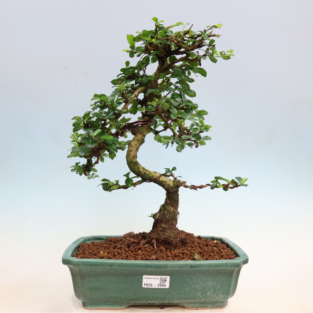 Room bonsai - Carmona macrophylla - Tea fuki