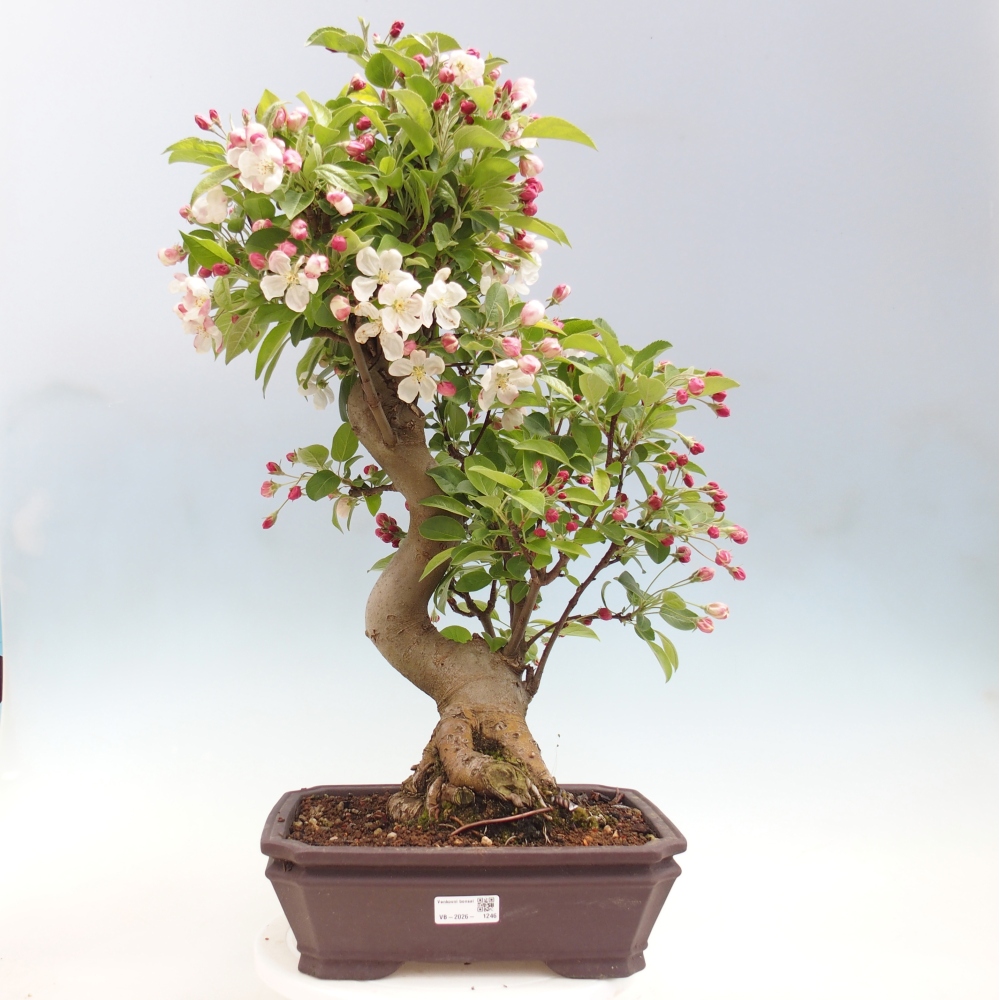 Outdoor bonsai -Malus halliana - Small-fruited apple tree
