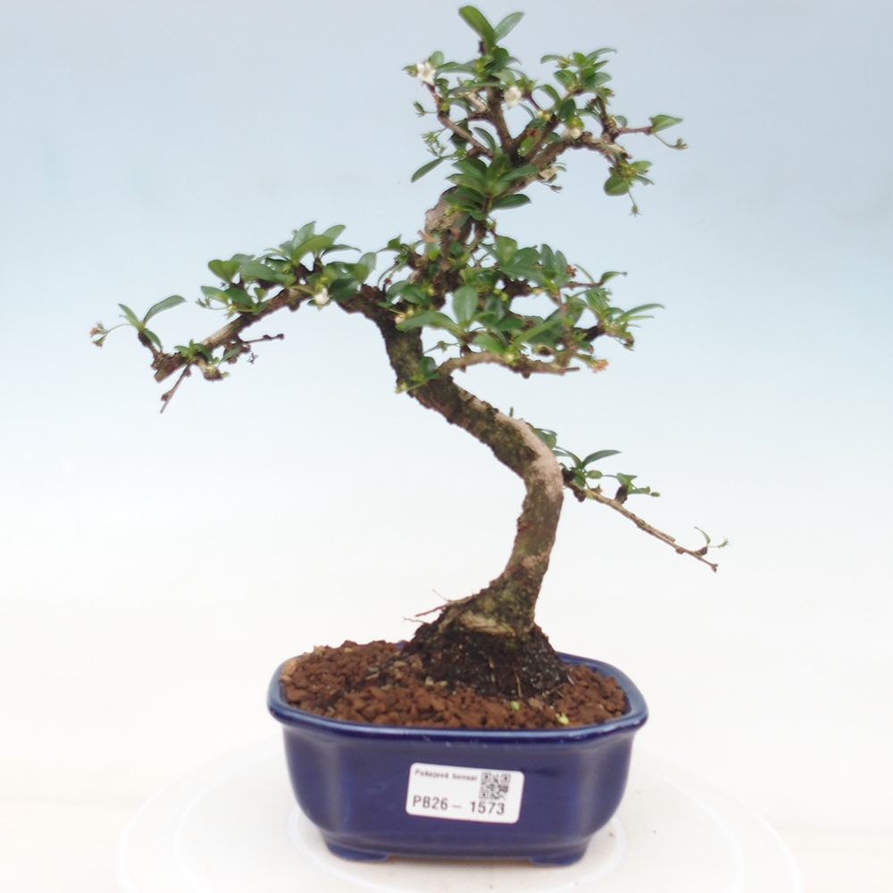 Room bonsai - Carmona macrophylla - Tea fuki