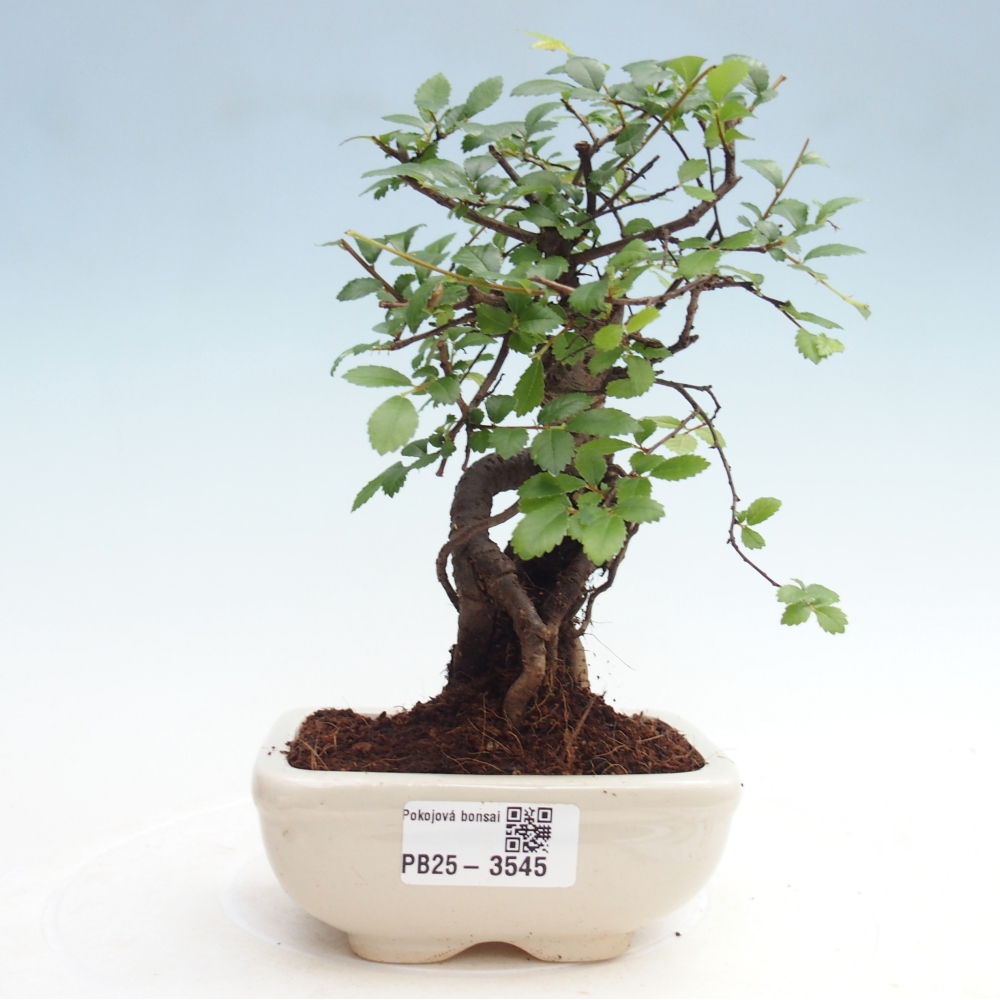 Room bonsai - Ulmus parvifolia - Small-leaved elm
