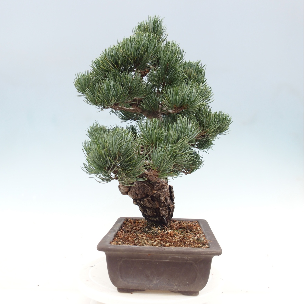 Outdoor bonsai - Pinus parviflora - Small pine tree