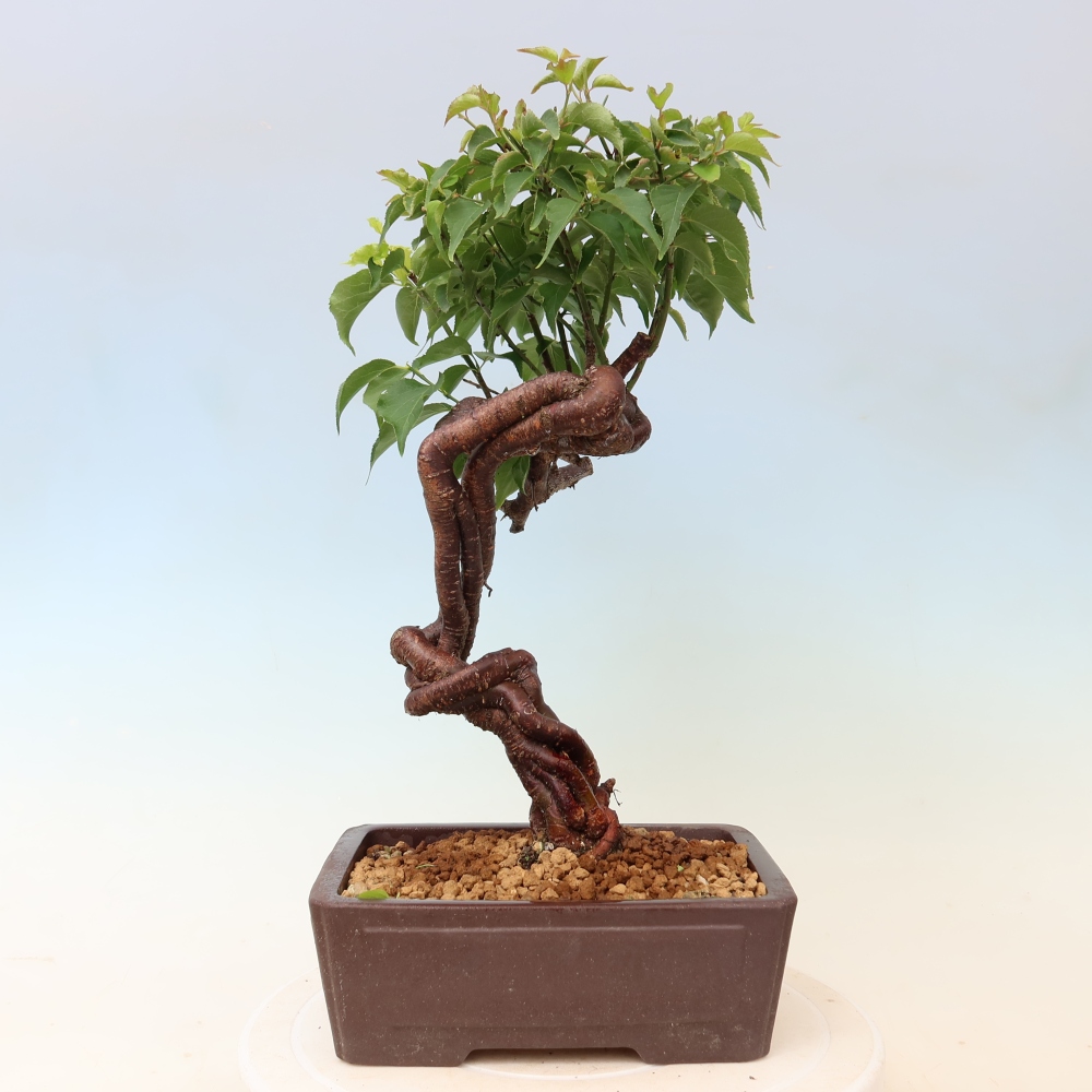 Outdoor Bonsai - Japanese Apricot - Prunus mume