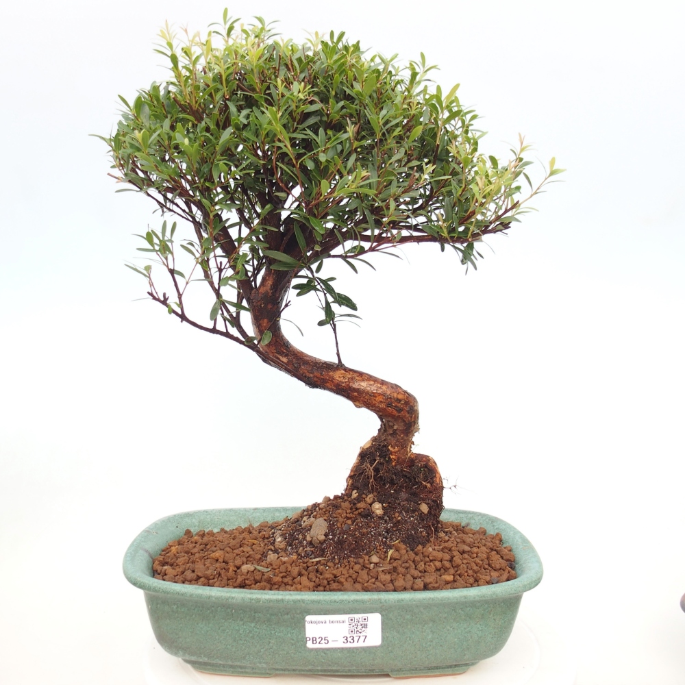Room bonsai - Syzygium - Pimento